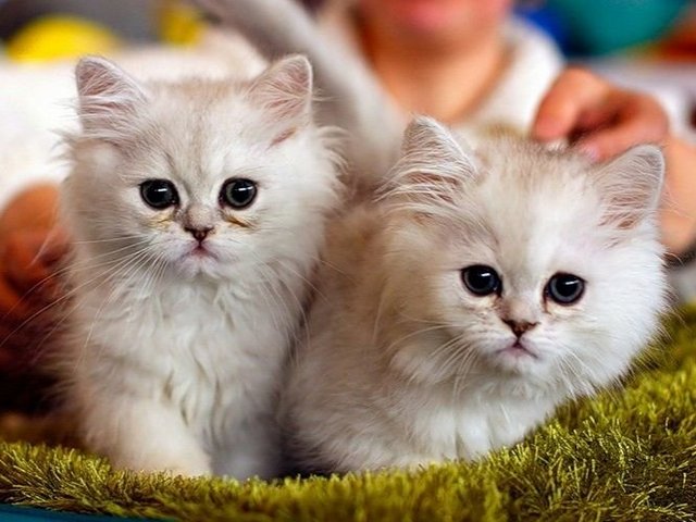 Породы кошек в Заречном | ЗооТом портал о животных