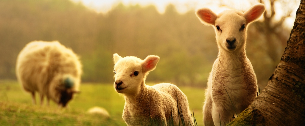 Объявления о сельскохозяйственных животных | ЗооТом - продажа, вязка и услуги для животных в Заречном